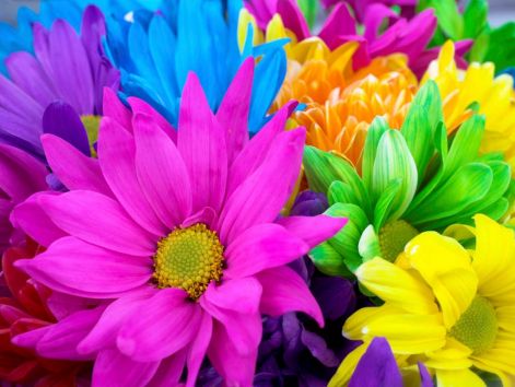 colorfulflowers.jpg colorfulflowers.jpg